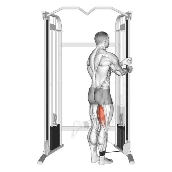 Vertical Pulley Leg Curl — ejercicio de Bíceps, nivel Intermedio