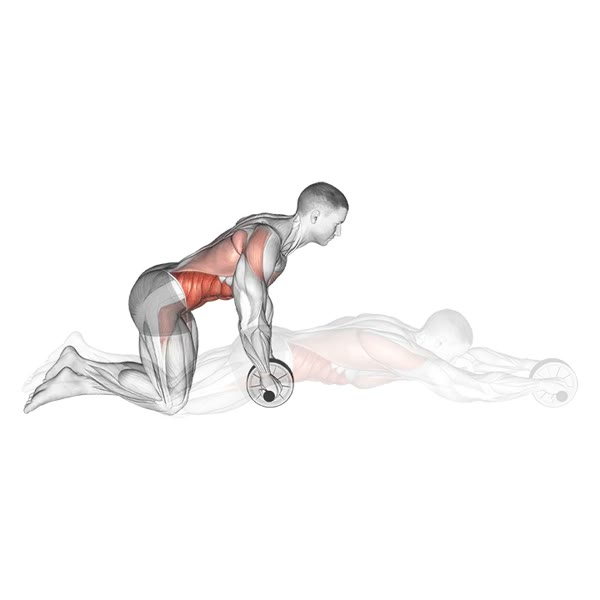 Wheel Rollout on knees — ejercicio de Abdomen, nivel Intermedio
