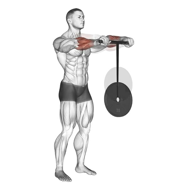 Wrist Roller — ejercicio de Antebrazo, nivel Intermedio